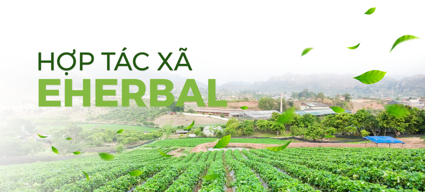CÔNG TY CỔ PHẦN SẢN XUẤT VÀ THƯƠNG MẠI EHERBAL